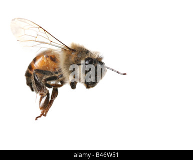 Macro Image of Common Honey Bee From North America Flying on White Background Stock Photo