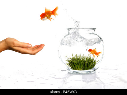 Goldfish Jumping out of His Bowl to Owners Waiting Hand Stock Photo