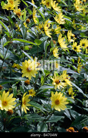 HELIANTHUS LEMON QUEEN AGM Stock Photo