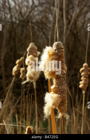 Cattails becoming fluffy in late winter Stock Photo