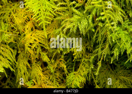 Close-up of thick sphagnum moss growth Stock Photo