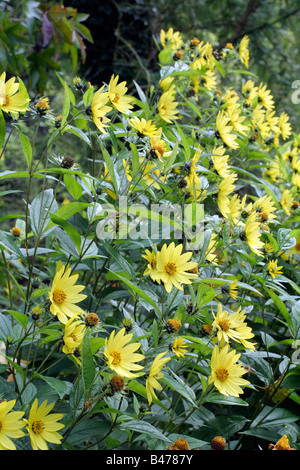 HELIANTHUS LEMON QUEEN AGM Stock Photo