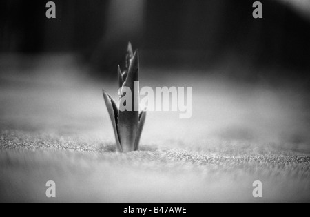 Sisal shoot protrudes from the sand at a beach in Tainan Taiwan. Stock Photo