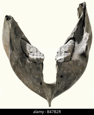 A mammoth's lower jaw, Central Europe, age circa 50,000 years Heavy lower jaw for the European Woolly Mammoth (Mammuthus primigenius), which was distributed throughout Europe and northern Asia during the last ice age. Four completely preserved grinding teeth with a grooved upper surface. The hinge of the jaw is incomplete/missing. Width 49 cm. Length 55 cm. historic, historical, prehistory, handicrafts, handcraft, craft, object, objects, stills, clipping, clippings, cut out, cut-out, cut-outs, fine arts, art, artful, Stock Photo