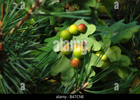 Oak leaf with Cynips quercusfolii (Oak apple gall also called Cherry gall) Stock Photo