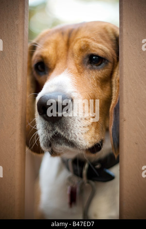 A young beagle dog gazes through the gate with a sad look on his face He has separation anxiety Shallow depth of field Stock Photo