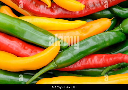 Freshly picked Red Green Yellow Chillies close up shot Stock Photo