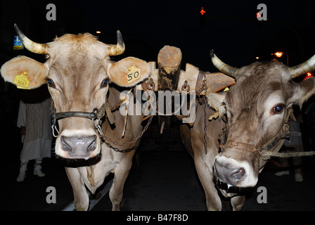 Padua,Italy,13 June 2008,feast of St.Anthony.The statue of the dyingSaint is taken into procession carried by two oxen Stock Photo