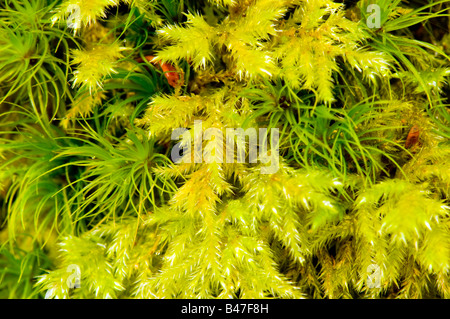 Close-up of thick sphagnum moss growth Stock Photo
