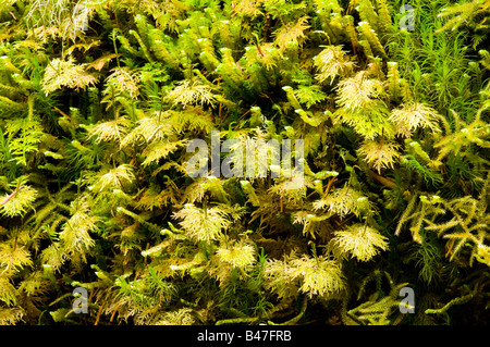 Close-up of thick sphagnum moss growth Stock Photo