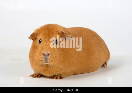 Englisch Guinea Pig Stock Photo