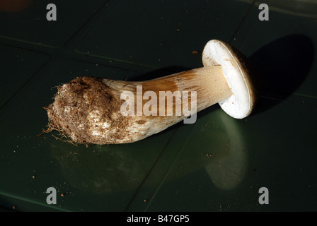 The Birch bolete Leccinum scabrum mushroom Stock Photo