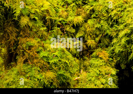 Close-up of thick sphagnum moss growth Stock Photo