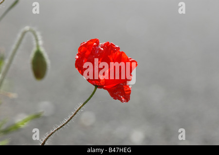 A field poppy that has white spots on the petals growing by the side of a footpath Stock Photo