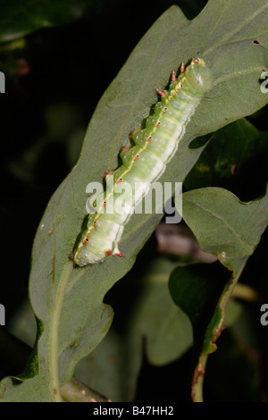 Coxcomb prominent moth caterpillar Ptilodon capucina Notodontidae on oak UK Stock Photo