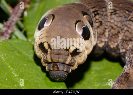 Elephant hawk moth Deilephila elpenor Sphingidae caterpillar with eyespots mimicking a small snake UK Stock Photo