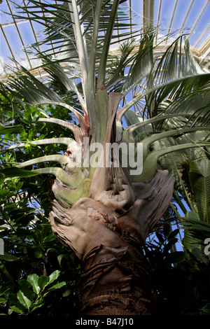 Triangle Palm, Dypsis decaryi, Arecaceae, Madagascar Stock Photo