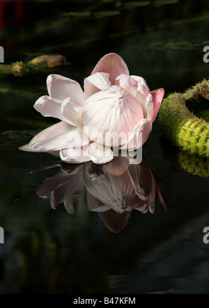 Santa Cruz Water Lily, Victoria cruziana, Nymphaeaceae, Paraguay, South America Stock Photo