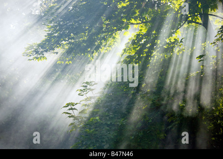 beautiful sunlight rays through campfire smoke and trees Stock Photo