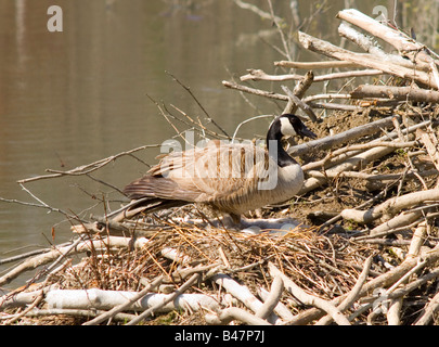 Nesting Canada Goose caring for eggs in nest Stock Photo