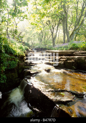 dh Woodwick House EVIE ORKNEY Waterfalls river bluebells wood scottish uk spring stream scotland Stock Photo