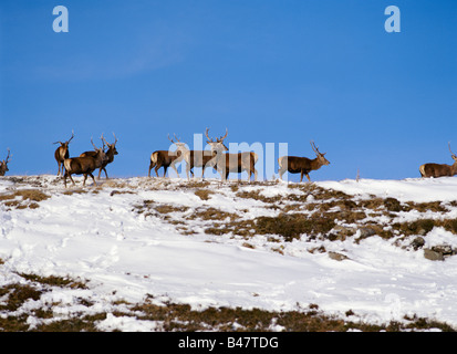 dh Cervus elaphus scoticus DEERS PERTHSHIRE Red deer herd snow hill animals uk scottish wildlife winter highland scotland highlands Stock Photo