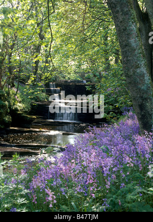 dh Woodwick House EVIE ORKNEY Waterfalls river bluebells woods blue bells flowers scotland wildflower uk Stock Photo