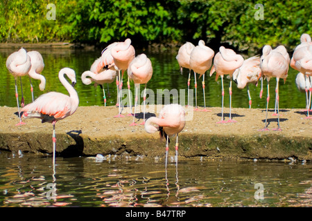 A group of pink flamingo birds in the water Stock Photo