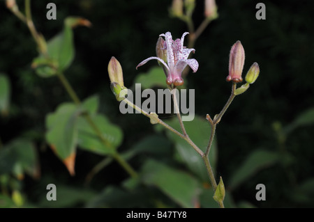 A toad lily, Tricyrtis hirta, growing in a park in Lower Manhattan. Stock Photo
