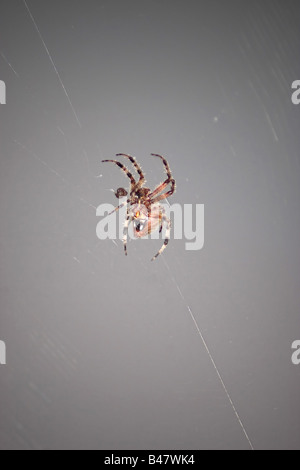 A macro shot of a spider attacking an insect caught in its web This type of spider is common to the northeast United States Stock Photo