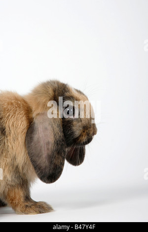 Netherlands Lop eared Dwarf Rabbit 11 weeks Domestic Rabbit Stock Photo