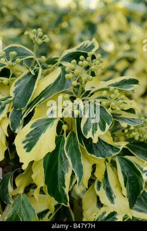 Variegated ivy hedera helix UK September Stock Photo