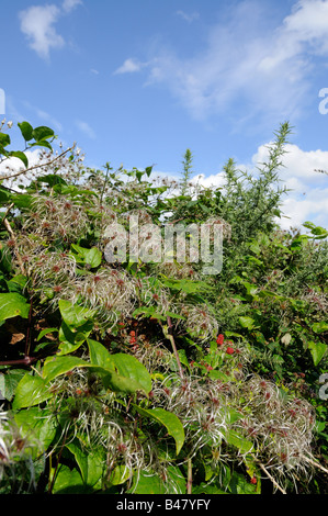 Clematis vitalba old mans beard travellers joy growing in hedgerow showing seed head plumes Norfolk UK September Stock Photo