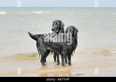 Two black Dogs flat coated retrievers playing in the sea UK Stock Photo