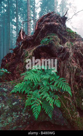 botany, fern, (Dryopteris), Narrow Buckler Fern, (Dryopteris carthusiana), Common Buckler Fern on woodground, Dryopteris spinulo Stock Photo