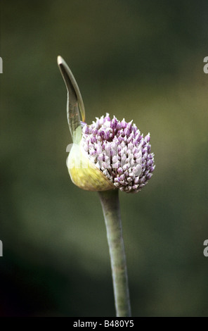 botany, leek, (Allium), garlic, (Allium sativum), bulb, Liliaceae, Liliidae, Liliales, Stock Photo
