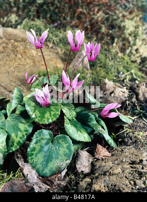 botany, cyclamen, European Cyclamen, (Cyclamen europaeum), blossoms, at shoot, in meadow, purple, red, blooming, ground, leaves, Stock Photo