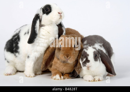 Rex Lop eared Dwarf Rabbits lilac white and blue white 14 weeks and apricot 17 weeks Domestic Rabbit Stock Photo