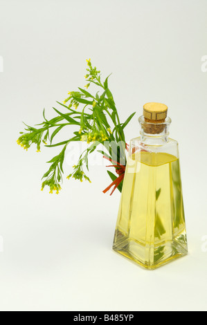 Bigseed False Flax, Wild Flax (Camelina sativa), flowering stems and a bottle of oil studio picture Stock Photo