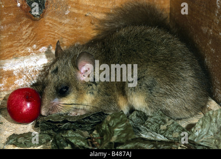zoology / animals, mammal / mammalian, Edible dormouse, (Glis glis), in nestbox with cherry, distribution: Europe, animal, fat d Stock Photo