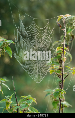 Dew on spider's orb web. Surrey, UK Stock Photo