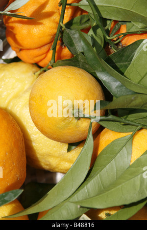 oranges growing on tree Stock Photo