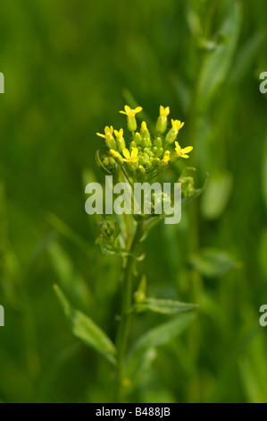 Bigseed False Flax, Wild Flax (Camelina sativa), flowering Stock Photo