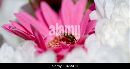 A Close-up of a Hoverfly On a Pink Gerbera - Syrphus ribesii Stock Photo