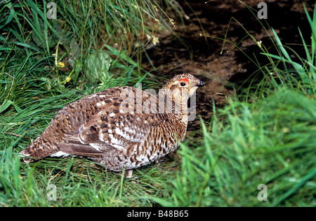zoology / animals, avian / bird, Tetraonidae, Black Grouse (Tetrao tetrix), female animal in gras, distribution: Europe, Asia, Additional-Rights-Clearance-Info-Not-Available Stock Photo