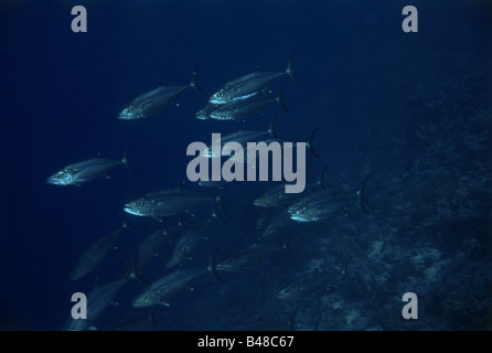 zoology / animals, fish, tuna, Dogtooth tuna, (Gymnosarda unicolor), underwater shot, swarm, distribution: Indio Pacific Ocean, Central Pacific Ocean, Eastern Africa to Japan, Phillippines, Australia, Additional-Rights-Clearance-Info-Not-Available Stock Photo