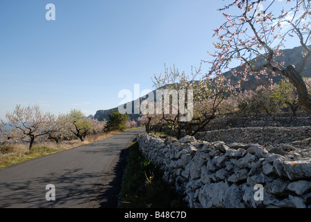 mountain road and almond blossom near Benimaurell, Marina Alta, Alicante Province, Comunidad Valenciana, Spain Stock Photo