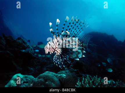 zoology / animals, fish, Lionfish, Red lionfish, (Pterois muricata), underwater shoot, distribution: Western Indo Pacific Ocean, Red Sea, , Additional-Rights-Clearance-Info-Not-Available Stock Photo