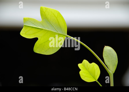 Leaf and bud detail of a tulip tree (Liriodendron tulipifera) sapling Stock Photo