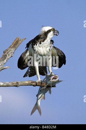 zoology / animals, avian / bird, Pandionidae, Osprey (Pandion haliaetus), sitting on branch with prey, Sanibel Island, Florida, USA, distribution: worldwide without South America, Additional-Rights-Clearance-Info-Not-Available Stock Photo